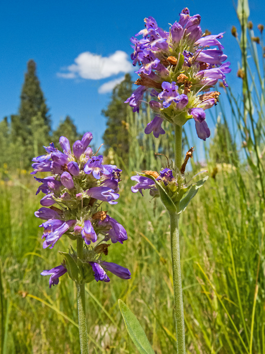 Clustered Penstemon 2.jpg